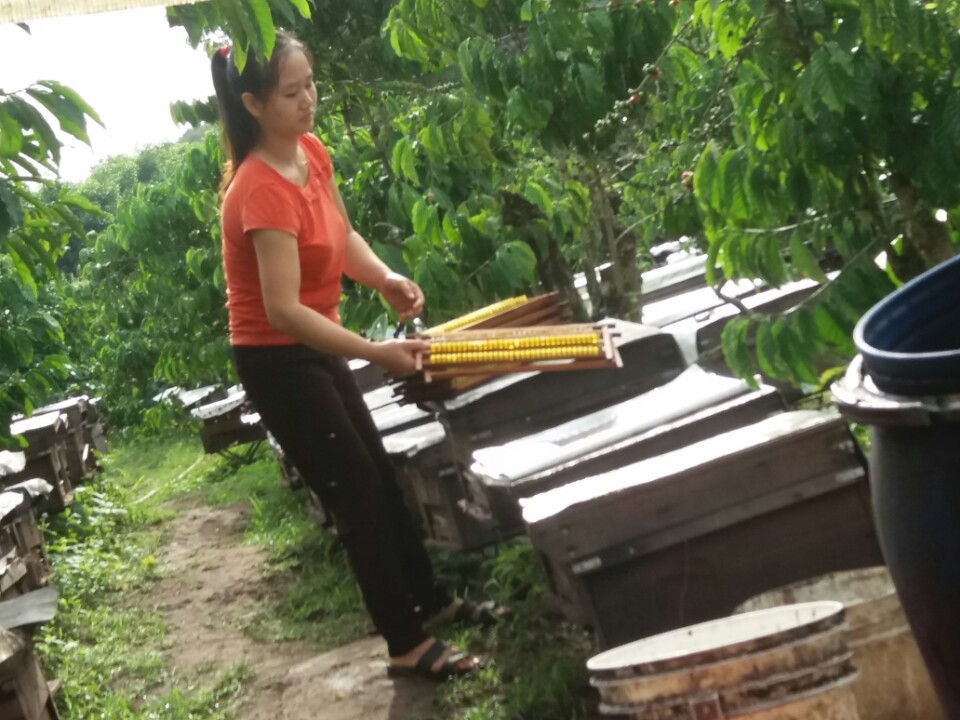 Sữa ong chúa thích hợp nuôi vùng mát mẻ nhiều cầy như này