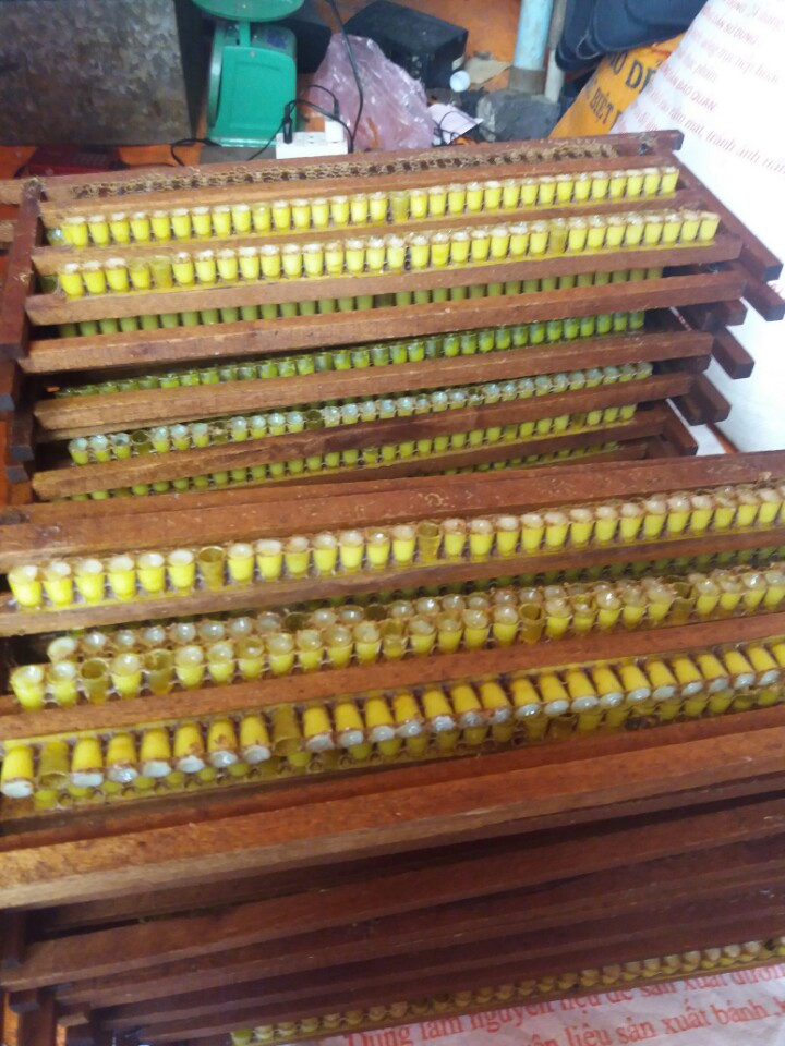 Mũ chúa dùng để khai thác sữa ong chúa